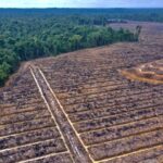 hutan Papua jadi kebun sawit