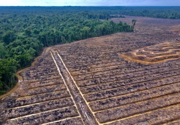 hutan Papua jadi kebun sawit