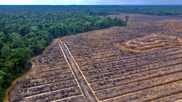 hutan Papua jadi kebun sawit
